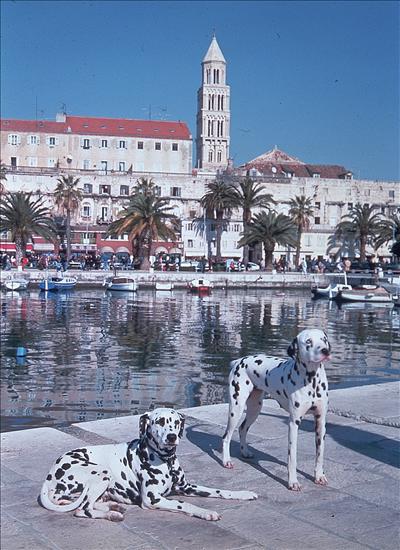 leren zeilen kroatie met dalmatiers  honden